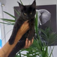 Chatons maine coon loof #3