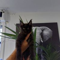Chatons maine coon loof #4