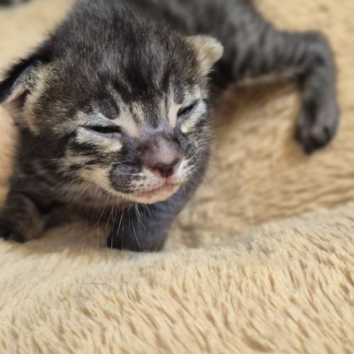 Magnifiques chatons savannah #1