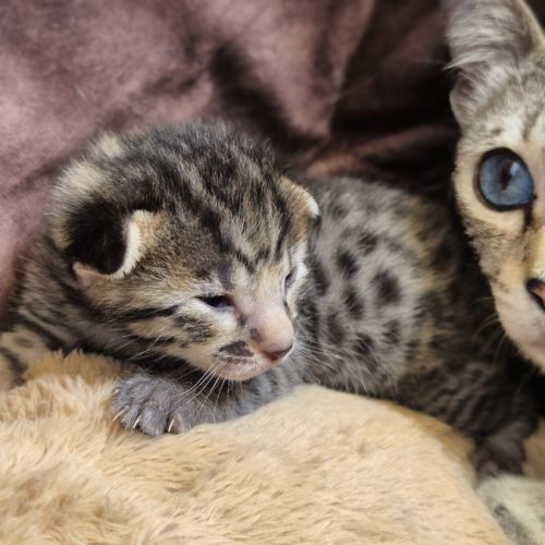 Magnifiques chatons savannah #2