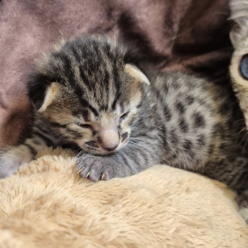 Magnifiques chatons savannah #3