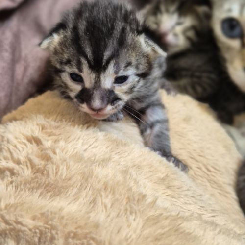 Magnifiques chatons savannah #4
