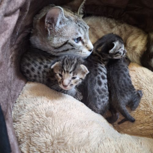 Magnifiques chatons savannah #5