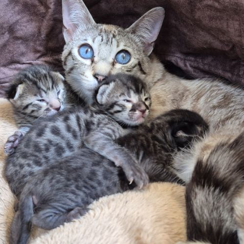 Magnifiques chatons savannah