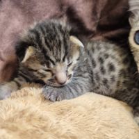 Magnifiques chatons savannah #3