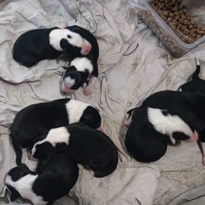 Vends border collie #1