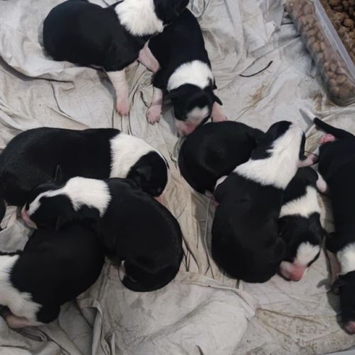 Vends border collie #2