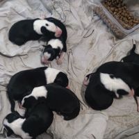 Vends border collie #1