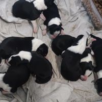 Vends border collie #2