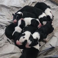 Vends border collie #0