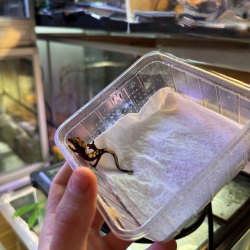 Gecko à crête juvénile