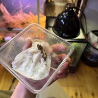 Gecko à crête juvénile #1