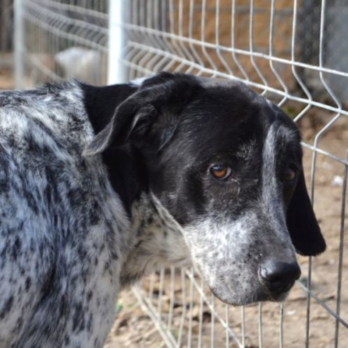 Miku 4 ans – une chienne en or à adopter ! #0