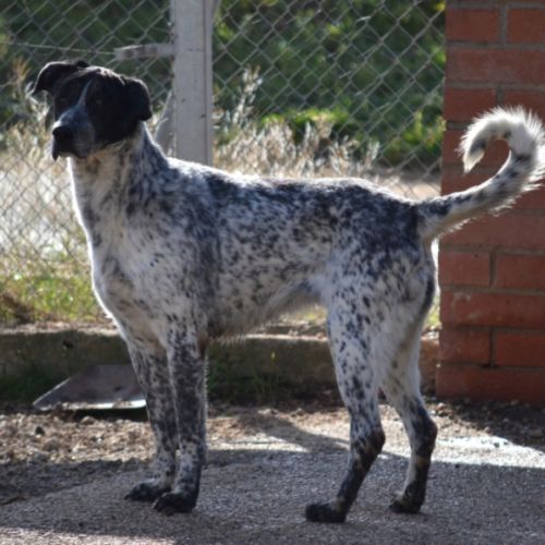 Miku 4 ans – une chienne en or à adopter ! #2