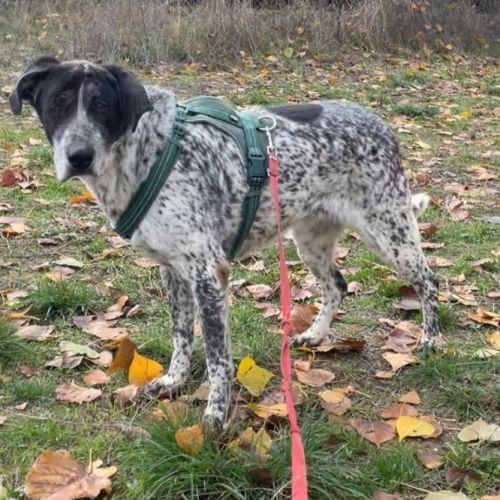 Miku 4 ans – une chienne en or à adopter ! #7