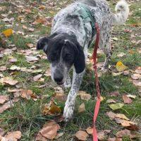 Miku 4 ans – une chienne en or à adopter ! #5
