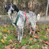 Miku 4 ans – une chienne en or à adopter ! #6