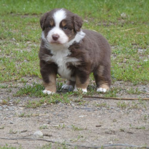 Chiot berger americain miniature #1