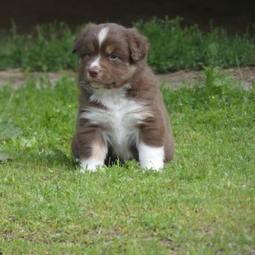 Chiot berger americain miniature #2