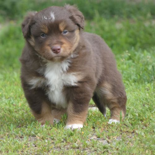 Chiot berger americain miniature #0