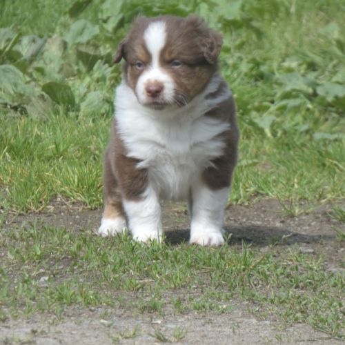 Chiot berger americain miniature