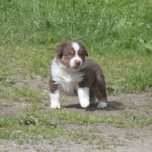 Chiot berger americain miniature #4