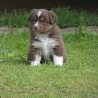 Chiot berger americain miniature #2