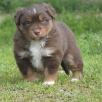 Chiot berger americain miniature