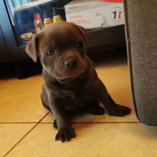 Chiots staffordshire bull terrier dit staffie #1