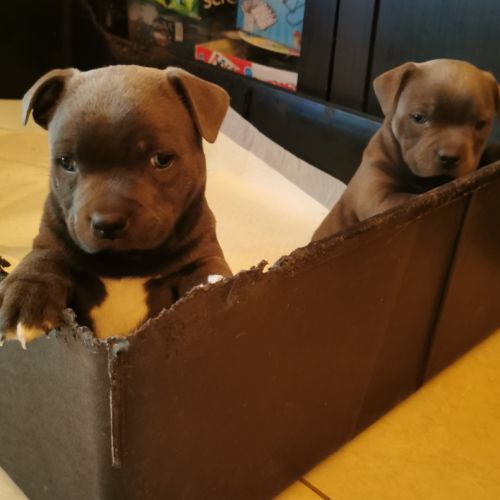 Chiots staffordshire bull terrier dit staffie #0