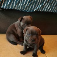 Chiots staffordshire bull terrier dit staffie #2