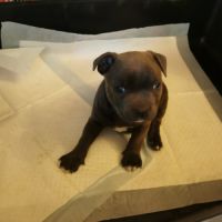 Chiots staffordshire bull terrier dit staffie #3