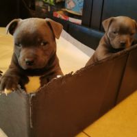 Chiots staffordshire bull terrier dit staffie