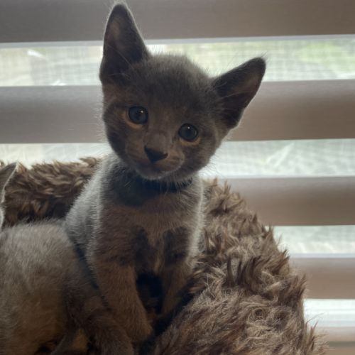 Chatons bleu russe #0
