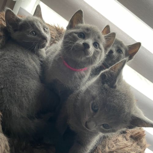 Chatons bleu russe #2