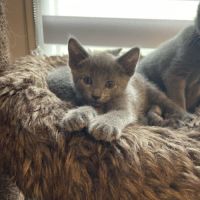Chatons bleu russe #3
