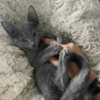 Chatons bleu russe #4