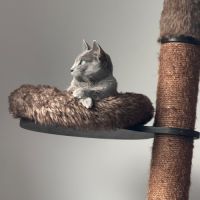 Chatons bleu russe #5