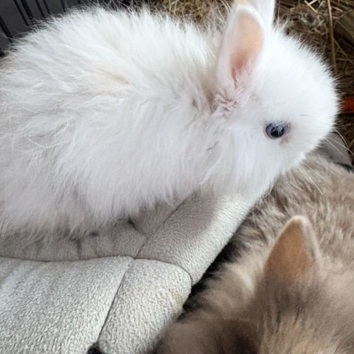 Lapin nain angora #1