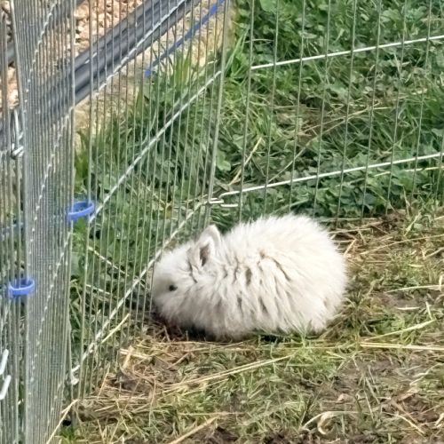 Lapin nain angora #2