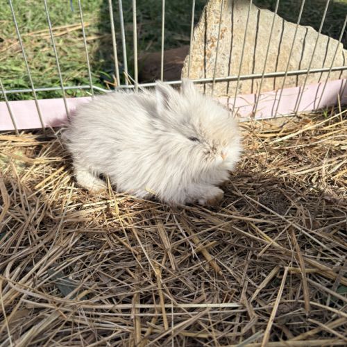 Lapin nain angora #3