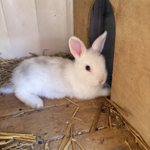 Lapin nain angora #4