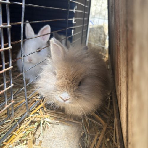Lapin nain angora #5