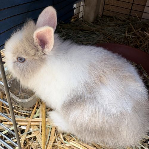 Lapin nain angora #0