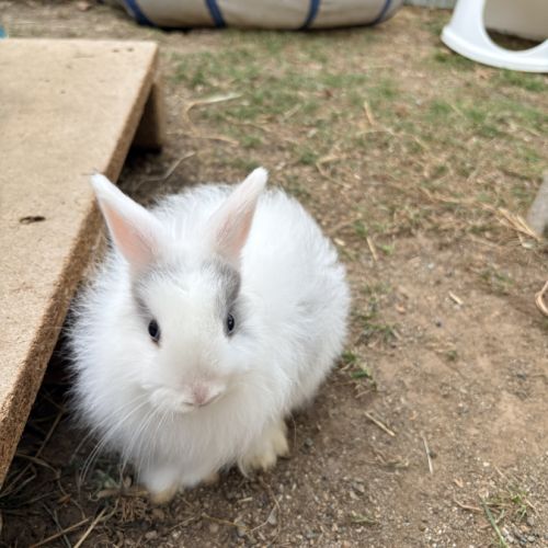 Lapin nain angora #1