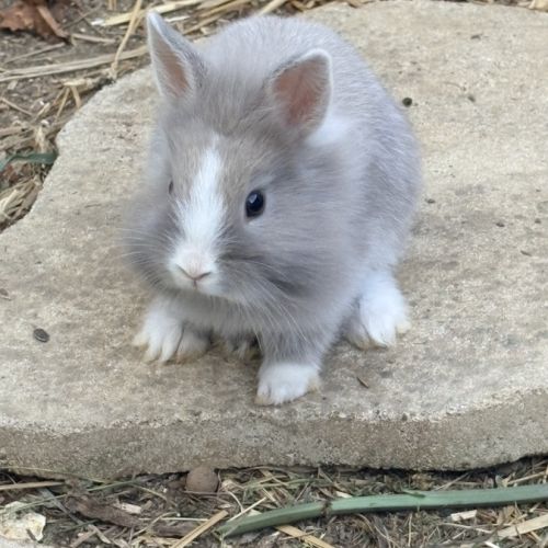 Lapin nain angora