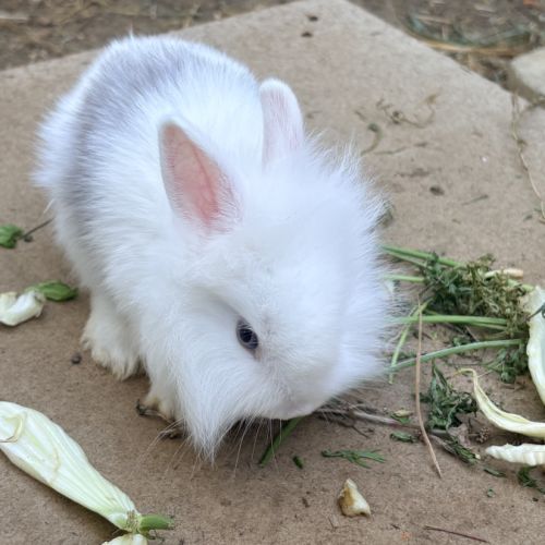 Lapin nain angora #3