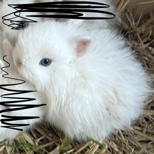 Lapin nain angora #7
