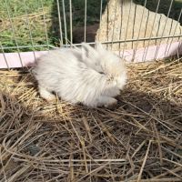 Lapin nain angora #3