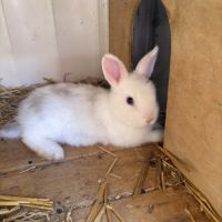 Lapin nain angora #4